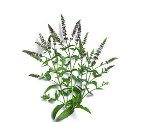 fresh fragrant flowering mint on a white background