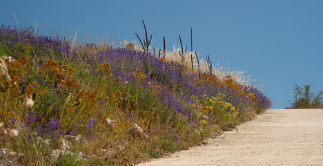 Blue lavender , orange flowers, dry grasses separated, clear blue sky and dirt road 