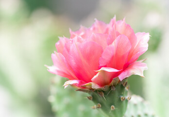 Cactus flower in bloom