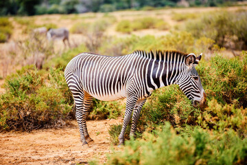 Grevy’s zebra in Samburu Kenya