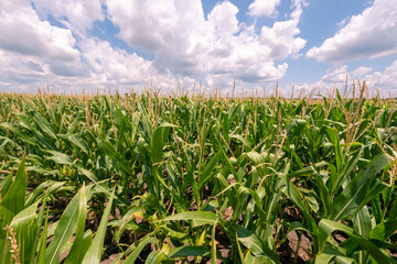 Corn Field Kansas