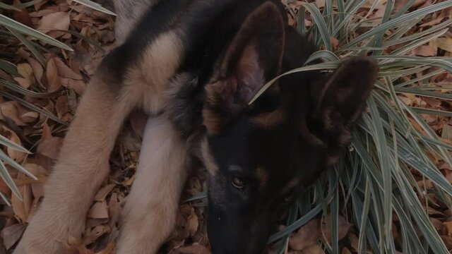 Shy young german shepherd waking up from nap on autumn leaves