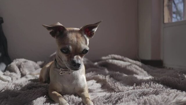 Small female dog laying on soft blanket in the sun looking around