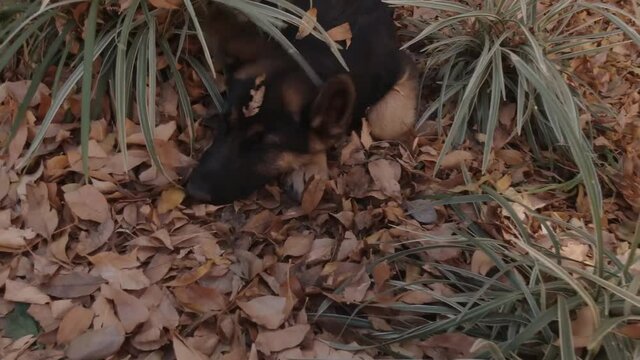 Lazy young german shepherd laying sleepily underneath falling autumn leaves