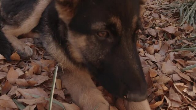 Puppy german shepherd laying on leaves looking around