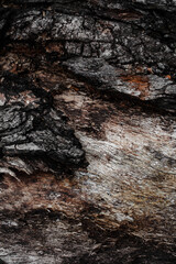 Natural Wood Texture