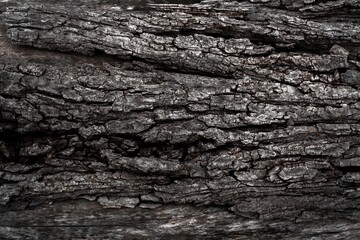 Obraz premium Natural Wood Texture