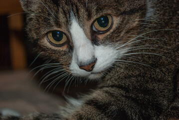 Closeup portrait of a Tabby Cat (Felis catus) with golden eyes