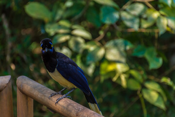 Portrait of a beautiful and colorful bird in nature. Iguazu falls national park.