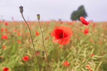 Meadow with beautiful bright red poppy flowers in spring. High-quality photo