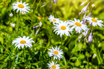 White daisies bloom in summer among the grass