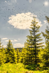 hiking in forest with sunlight