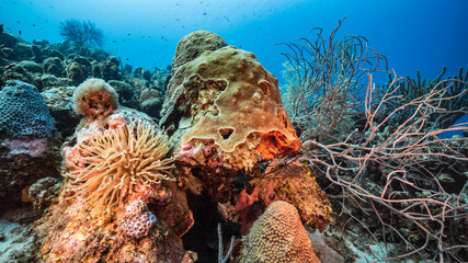 Fototapeta na wymiar Seascape in turquoise water of coral reef in Caribbean Sea / Curacao with Sea Anemone, fish, coral and sponge
