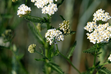 Nature photography with a green twinkling bug on a white blossom and green background - Stockphoto