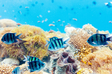 Coral reef underwater