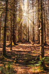 Fototapeta premium hiking in forest with sunlight