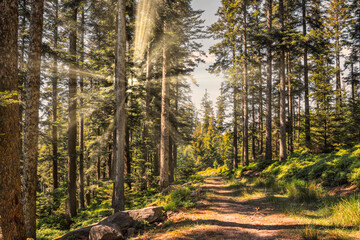 hiking in forest with sunlight