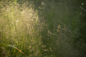 golden grass in sunset lights