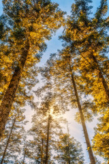 hiking in forest with sunlight
