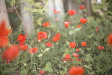 Red poppy field background