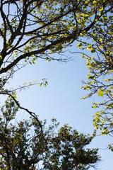 Branches in the blue sky