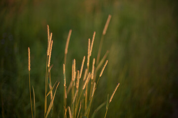  golden spicas in sunset lights