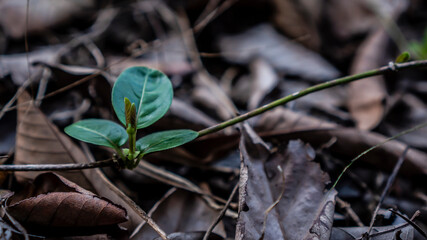 Plants begin to grow between dry leaves