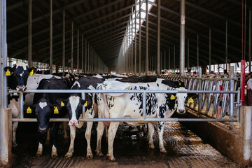 Diary cows in modern free livestock stall