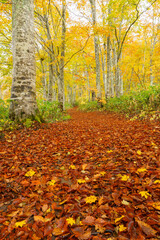 黄葉のブナの森