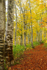 Obraz premium 黄葉のブナの森