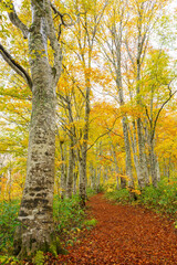 Fototapeta premium 黄葉のブナの森