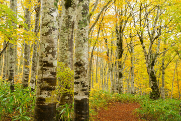 黄葉のブナの森