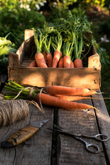 Bunch of fresh carrots with green leaves on wooden background