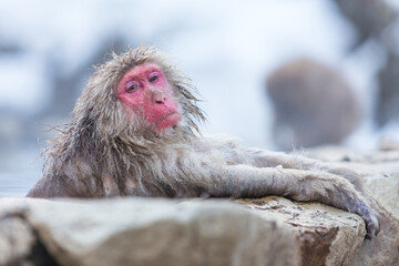 The Red-cheeked monkey is soaking in the water to relax the cold happily. During winter, You see monkeys soaking at Hakodate is popular hot spring. The snow monkeys soak in Japan.