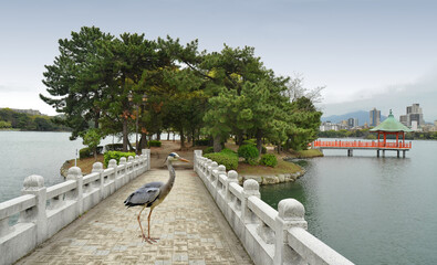Grey heron at Ohori Park in central Fukuoka (Japan) with a large pond at its center. The park was...
