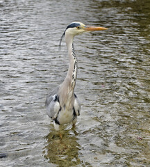The grey heron (Ardea cinerea) is a long-legged predatory wading bird of the heron family, Ardeidae, native throughout temperate Europe and Asia and also parts of Africa.