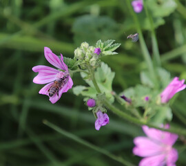 Purple flower and bee