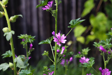 Purple flowers in the garden