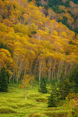 Fototapeta premium 志賀高原の紅葉志賀高原の紅葉