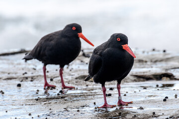 Sooty Oystercatcher pair on rock platform