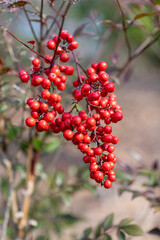 真っ赤なナンテンの実