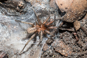 Slender Funnelweb Spider in it's web