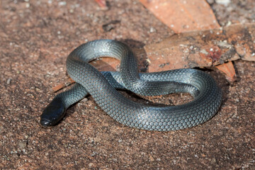 Eastern Small-eyed Snake in curled position