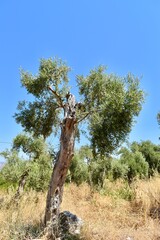 single olive tree with short brunches