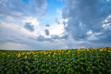 Endless field of sunflowers on stormy blue sky background ar sunset. Wide angle view. Selective focus.