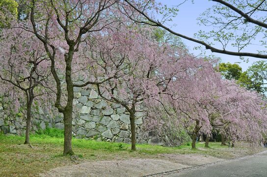 The ruins of Fukuoka Castle are located in Maizuru Park, named after the castle's alias, Maizuru Castle, built in 1603. Fukuoka, Japan, 04-07-2015