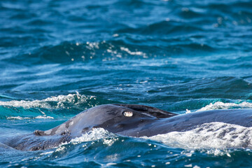 Fototapeta premium Head and blowhole of a Humpback Whale