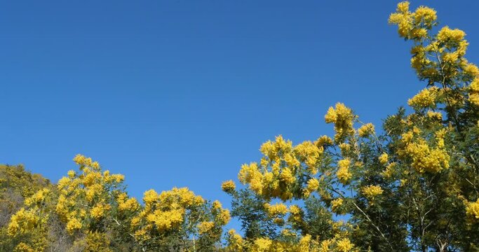Acacia dealbata, known as silver wattle, Provence, France