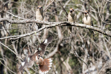 Laughing Kookaburra's calling to mark territory