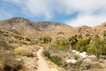 hiking Andreas Canyon in Palm Spring California